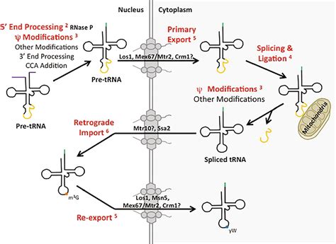 processing of rrna and trna